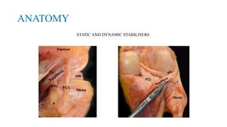 ANATOMY
STATIC AND DYNAMIC STABILISERS
 