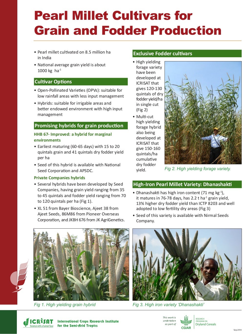Pearl millet cultivars for grain and fodder production