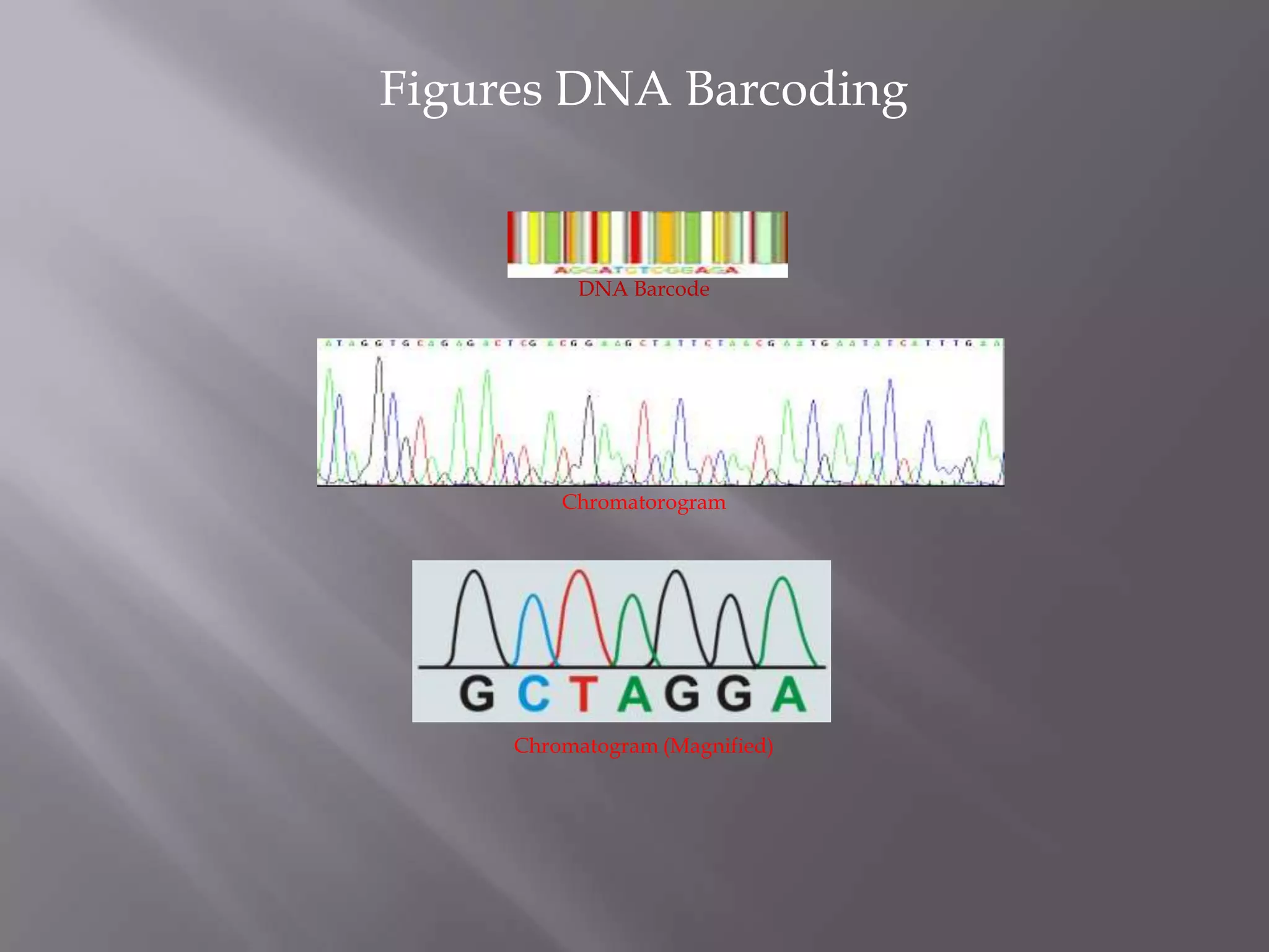 Figures DNA Barcoding


          DNA Barcode




         Chromatorogram




     Chromatogram (Magnified)
 