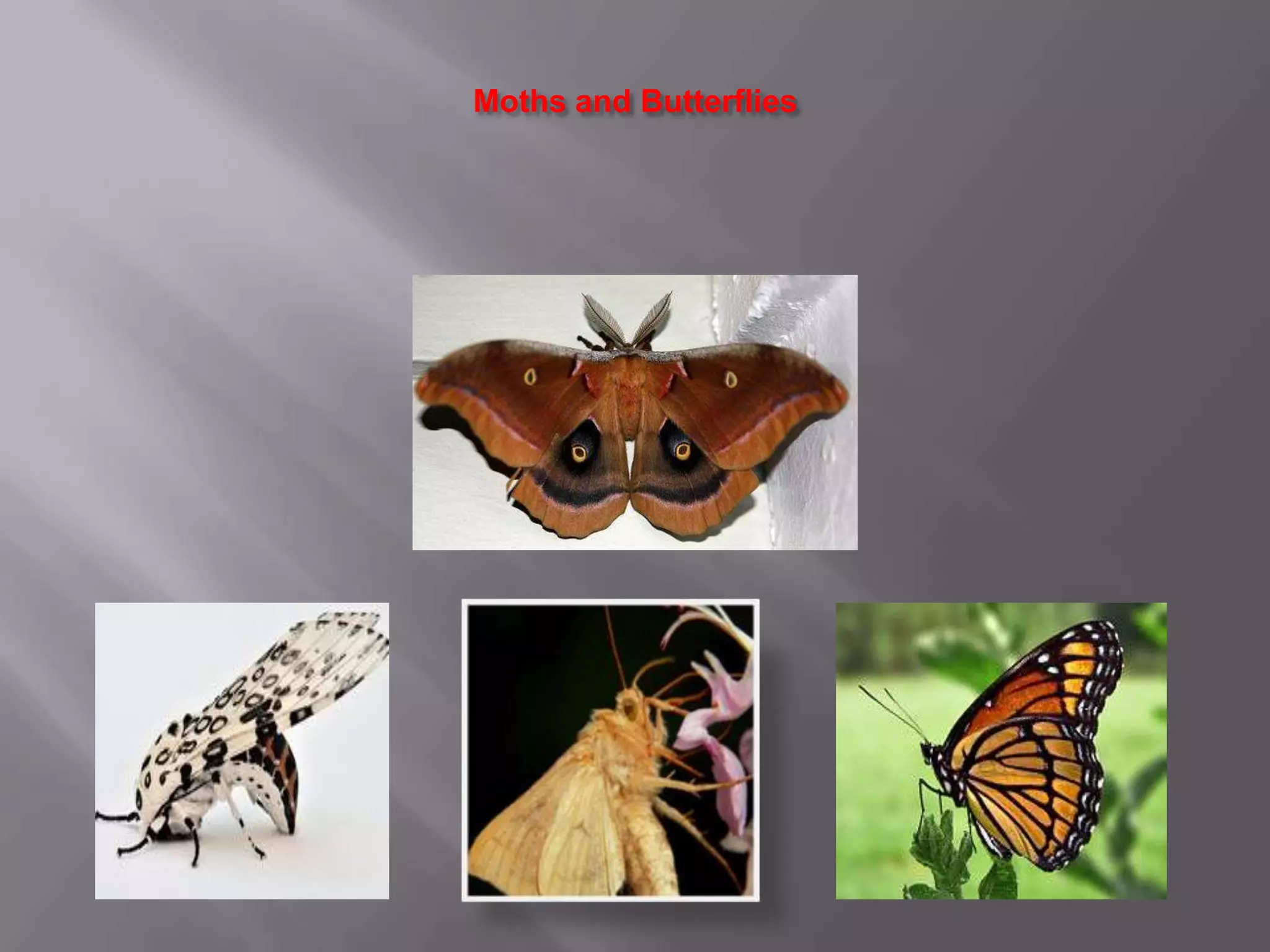 Moths and Butterflies
 