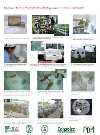 Diagrama de flujo del manejo de un laboratorio in-vitro de bajo costo operado por pequeños productores de yuca y ñame de los municipios de San Jacinto (Bolívar) y Ovejas (Sucre)