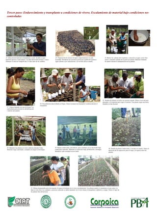 Diagrama de flujo del manejo de un laboratorio in-vitro de bajo costo operado por pequeños productores de yuca y ñame de los municipios de San Jacinto (Bolívar) y Ovejas (Sucre)