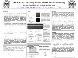 Effects of Actin Crosslinking Proteins on Actin Network Remodeling
Sumana Shashidhar, Alec Hoyland, and Sean Guo
Dept. of Quantitative Biology, Brandeis University, Waltham, MA 02454
Introduction Methods
Discussion
Our experiments conclusively determine that Abp1 and
Srv2 act as crosslinking proteins, consolidating actin
networks. We demonstrate that the actin filaments
coalesce into crosslinked fibers, producing a denser
structure. Our quantitative analysis demonstrated
significant effects of each protein individually and in
tandem. We found that the effect of Abp1 compounds with
Srv2 producing a multiplicative model of reduced returns.
At the final time point (t = 1200 s) the area is represented:
𝐴 𝐴𝑏𝑝1+𝑆𝑟𝑣2 1200
𝐴 𝐴𝑏𝑝1+𝑆𝑟𝑣2 0
= 1 −
𝐴 𝐴𝑏𝑝1 1200
𝐴 𝐴𝑏𝑝1(0)
1 −
𝐴 𝑆𝑟𝑣2 1200
𝐴 𝑆𝑟𝑣2(0)
This is the formula for calculating the fold-change given
two statistically independent operations, indicating that the
mechanisms of Abp1 and Srv2 are biochemically
independent, but that interaction with the same substrate
alters the crosslinking efficiency of each protein species.
Results
The protein actin forms many structures with various
functions that are central to cell functioning. Actin plays an
important role in biological processes such as movement, the
transportation of vesicles and organelles, endocytosis, cell
division, and sensing the environment [1]. These processes
are dependent upon the interactions between actin
filaments and other proteins that aid in crosslinking and
forming actin networks such as actin patches and the
contractile ring [1].
Actin-binding protein 1 (Abp1) and suppressor of Ras-Val19
(Srv2) are two of these crosslinking proteins that enable actin
to form networks or bundles and play a role in cellular
activities. This project studies these proteins in a system
constructed with actin, so that the networks that Abp1 and
Srv2 create can be analyzed in vitro. Better understanding
how these crosslinking proteins form actin networks allows
for the mechanisms of many biological processes to be better
defined. A basis for the development of hypotheses and
models is then developed.
Abp1 is known to dimerize [2]. Srv2 is known to hexamerize
[3]. We hypothesize that this polymerization leads to the
cross-linking ability of Abp1 and Srv2, directly influencing
actin dynamics. We utilized photobleaching and total internal
reflection fluorescence (TIRF) microscopy to visualize actin
dynamics in real time.
Sources
[1] Pollard, Thomas D. and John A. Cooper. "Actin, a Central Player in
Cell Shape and Movement." Science 326, no. 5957 (2009): 1208-
1212. Accessed March 10, 2016.
[2] Woo E-J, Marshall J, Bauly J, et al. Crystal structure of auxin-
binding protein 1 in complex with auxin. The EMBO Journal.
2002;21(12):2877-2885.
[3] Chaudhry F, Breitsprecher D, Little K, Sharov G, Sokolova O,
Goode BL. Srv2/cyclase-associated protein forms hexameric
shurikens that directly catalyze actin filament severing by cofilin.
Pollard TD, ed. Molecular Biology of the Cell. 2013;24(1):31-41.
Protein Analysis: Concentration
Question
We expressed a recombinant protein in E. coli through the
transfection of genes via antibiotic plasmids attached to
the lac operon. The proteins were purified from the cell
lysate by biochemical methods. Column chromatography;
His-tag affinity was used to purify Srv2. To determine
concentration, two methods were used.
Spectrophotometric methods analyzed the absorbance of
aromatic rings using known values and Beer’s Law. SDS-
PAGE was also performed on the proteins to assay purity.
Oligomeric state was assessed by single molecule
photobleaching using TIRF microscopy. Real-time analysis
of actin network remodeling in the presence of Abp1 and
Srv2 was then assessed using TIRF microscopy. 10% of actin
filaments were labeled with fluorophores in a microfluidic
chamber. Each protein was flowed in individually. In
addition, a trial with equal half concentrations of each
protein was performed.
Special Thanks
We would like to thank Avital Rodal and Bruce Goode and
their dogs.
Fig. 2
Fig. 1 Fig. 3
Fig. 4
Photobleaching
Fig. 1 and 2 indicate the photobleaching steps as
indicated by Heaviside drops in fluorescence over
time. Fig 3 shows the initial fluorescence of Abp1
and Fig. 4 the fluorescence at t = 190 s.
Due to incomplete binding of fluorophores to
proteins and Boltzmann dissociation of polymers,
we observed incomplete full polymerization. The
maximum polymeric Markov state accounting for
experimental error indicates the maximal
polymerization state for the protein: dimer for
Abp1 and hexamer for Srv2.
Over time, fluorophores “burn out” and cease
illumination. This process is temporally-correlated
and random, allowing us to observe quantized
drops in radiant flux of individual protein
polymers.
-10
0
10
20
30
40
0 1 2
NumberofAbp1Proteinswith
CertainNumberof
PhotobleachingSteps
Number of Photobleaching Steps
Photobleaching of Apb1 Protein
0
0.2
0.4
0.6
0.8
1
1.2
0 200 400 600 800 1000 1200 1400
Area/InitialArea
Time (s)
Abp1: Normalized Area of Radiance over
Time
Fig. 8
Quantitative Analysis
Fig. 8 and 9 measure the area of the
viewing plate upon which actin
fluoresces above the noise
threshold. Actin is shown to
crosslink. Fig. 11 and 12 show the
mean intensity of the fluorescence.
The area of illumination decreases as
the crosslinking proteins aggregate
the actin into crosslinked polymeric
fibers. The radiant flux increases as
the area above threshold decreases
due to crosslinking. These
quantitative measures indicate the
crosslinking capabilities of Abp1 and
Srv2.
Fig. 10 measures the normalized
area of both proteins acting in
concert and Fig. 13 measures the
normalized mean intensity.
The normalized area and mean of
both proteins acting together obeys
probabilistic laws of independence.
0.8
0.9
1
1.1
1.2
1.3
1.4
0 200 400 600 800 1000 1200 1400
MeanIntensity/IntitialMean
Intensity
Time (s)
Abp1: Normalized Mean Radiant Flux above
Threshold
Fig. 10
Fig. 9
Fig. 11
Fig. 5, 6, and 7. Apb1, Srv2, and a 1:1 mixture acting on the actin network in silico
Actin Dynamics
Fig. 5 and 6 visualize a montage of
the actin network, with an image
taken every 20 seconds under TIRF
microscopy. Both proteins crosslink
actin filaments, producing thickened
fibers. Fig. 7 shows the action of
Abp1 and Srv2 acting together in a
1:1 mixture.
0
0.2
0.4
0.6
0.8
1
1.2
0 200 400 600 800 1000
Area/InitialArea
Time (s)
Abp1 and Srv2: Normalized Area of
Radiance over Time
0
0.5
1
1.5
2
0 200 400 600 800 1000
MeanIntensity/InitialMean
Intensity
Time (s)(
Abp1 and Srv2: Normalized Mean Radiant
Flux above Threshold
Fig. 12
Fig. 13
Method 1: SDS – PAGE Method 2: Spectrophotometry
After denaturing the protein and placing diluted
protein samples in the gel, the molecular weight can
be determined through comparison with the ladder as
seen in Fig. 14. Impurities are separated and purity of
the protein can be assessed.
Fig. 14
Determining the absorbance of 2uL samples of
the Abp1 and Srv2 at 280 nm allowed for
concentration to be calculated using the known
extinction coefficient and pathway length.
Impurities are not separated and counted within
the concentration.
0
0.2
0.4
0.6
0.8
1
1.2
1
6
11
16
21
26
31
36
41
46
51
56
61
66
71
76
81
86
91
Area/InitialArea
Time (s)
Srv2: Normalized Area of Radiance over
Time
0
0.5
1
1.5
1
6
11
16
21
26
31
36
41
46
51
56
61
66
71
76
81
86
91
MeanIntensity/InitialMean
Intensity
Time (s)
Srv2: Normalized Mean Radiant Flux above
Threshold
 