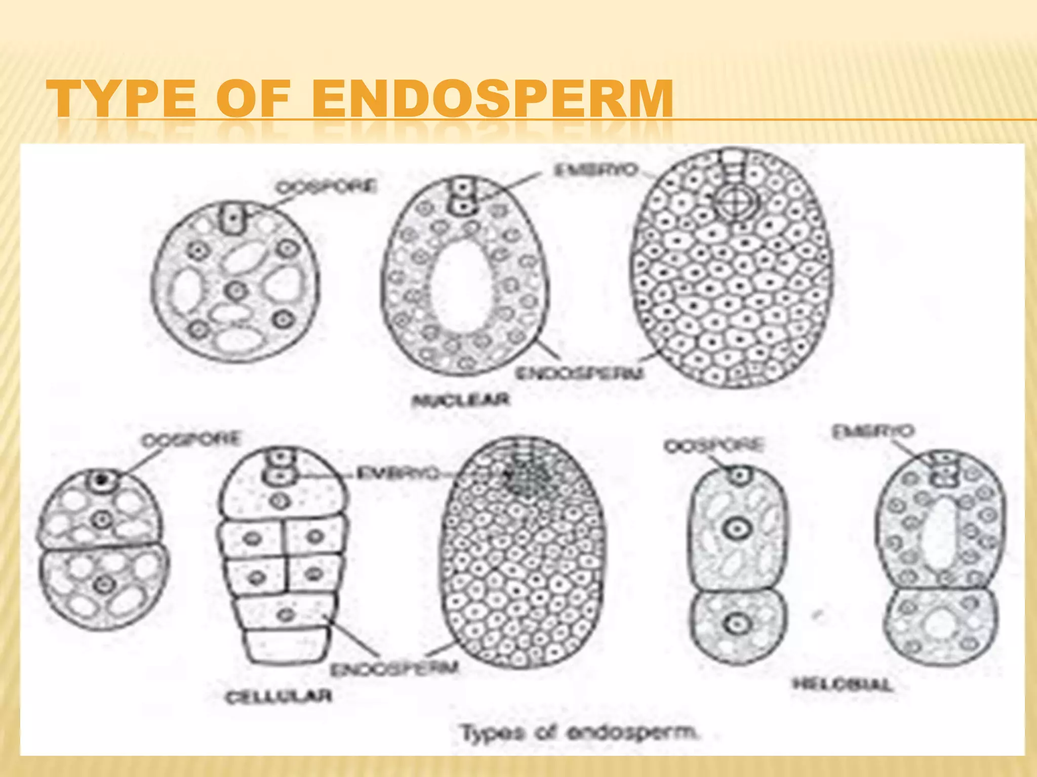 TYPE OF ENDOSPERM

 