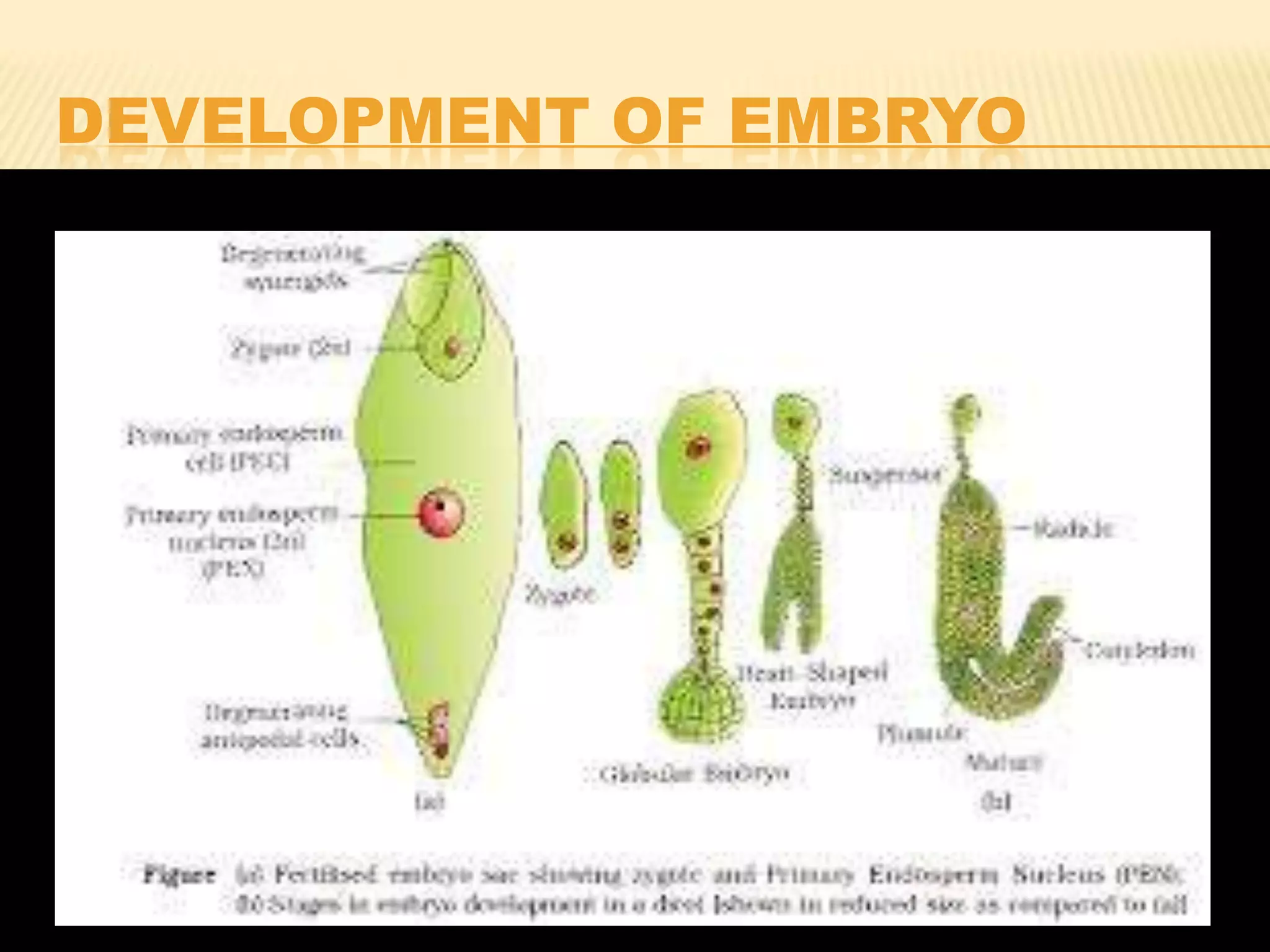 DEVELOPMENT OF EMBRYO

 