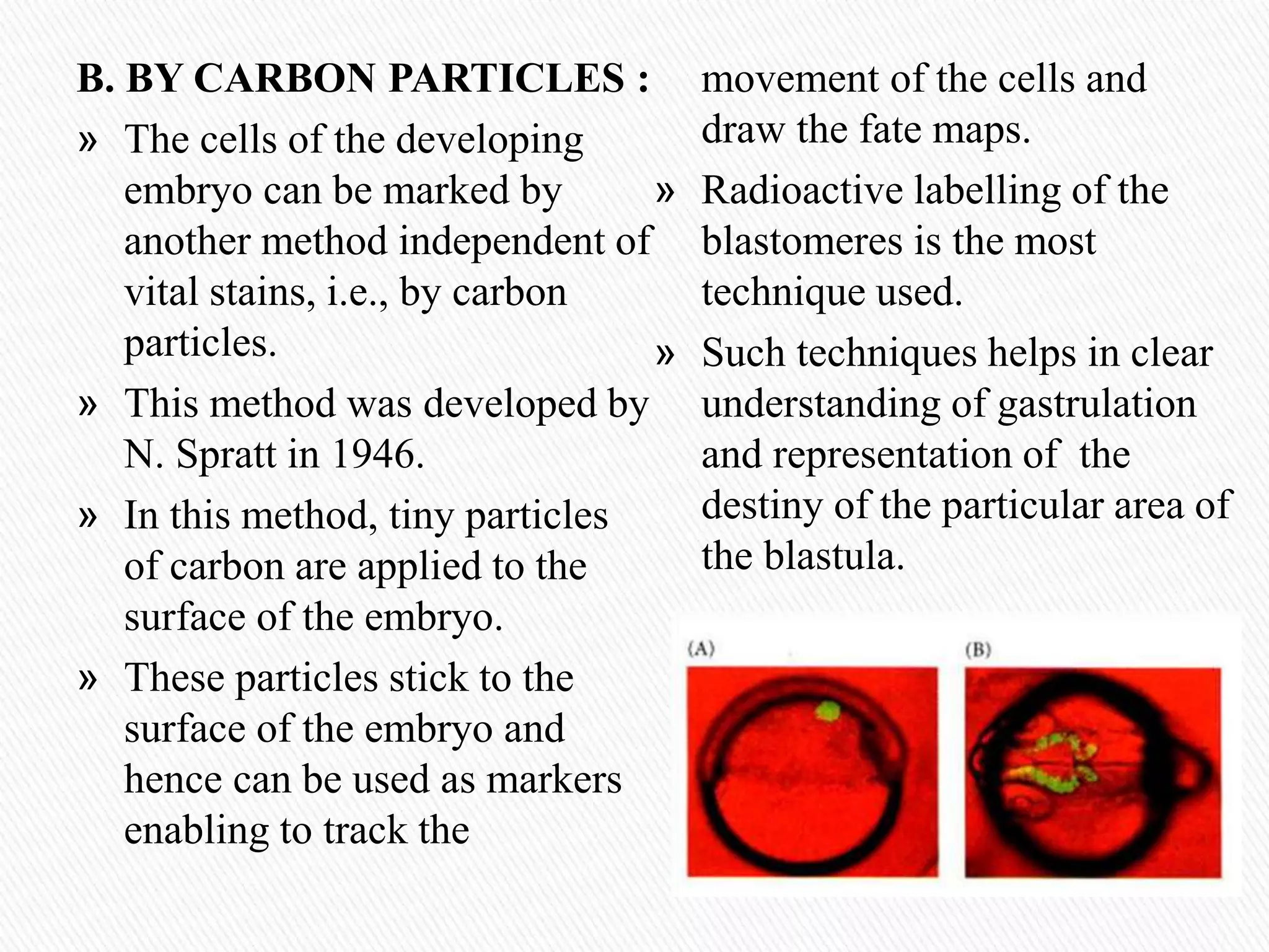 B. BY CARBON PARTICLES :
» The cells of the developing
embryo can be marked by
another method independent of
vital stains, i.e., by carbon
particles.
» This method was developed by
N. Spratt in 1946.
» In this method, tiny particles
of carbon are applied to the
surface of the embryo.
» These particles stick to the
surface of the embryo and
hence can be used as markers
enabling to track the
movement of the cells and
draw the fate maps.
» Radioactive labelling of the
blastomeres is the most
technique used.
» Such techniques helps in clear
understanding of gastrulation
and representation of the
destiny of the particular area of
the blastula.
 
