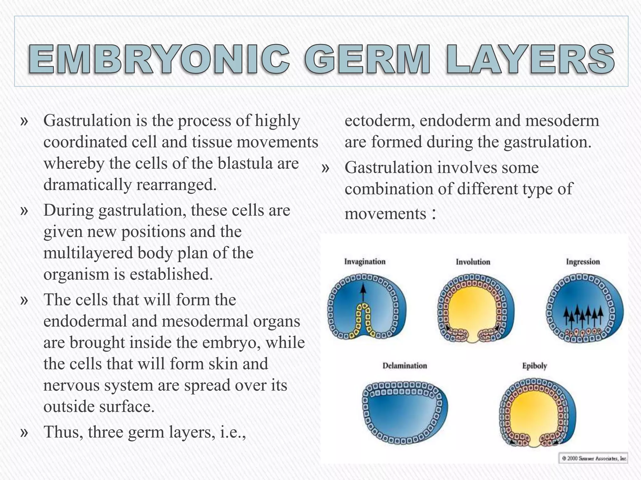 » Gastrulation is the process of highly
coordinated cell and tissue movements
whereby the cells of the blastula are
dramatically rearranged.
» During gastrulation, these cells are
given new positions and the
multilayered body plan of the
organism is established.
» The cells that will form the
endodermal and mesodermal organs
are brought inside the embryo, while
the cells that will form skin and
nervous system are spread over its
outside surface.
» Thus, three germ layers, i.e.,
ectoderm, endoderm and mesoderm
are formed during the gastrulation.
» Gastrulation involves some
combination of different type of
movements :
 