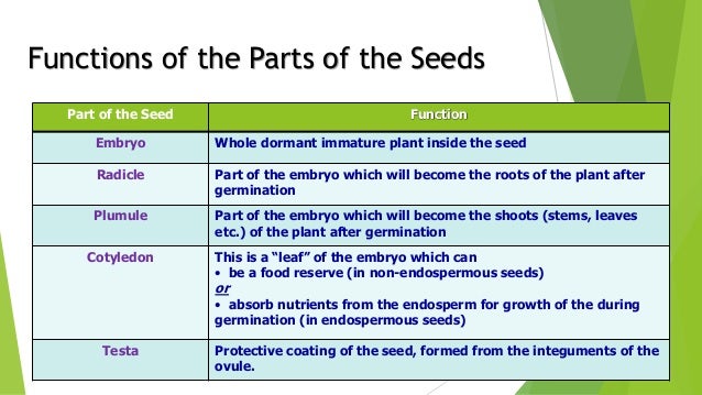 Post fertilization structures in plants.