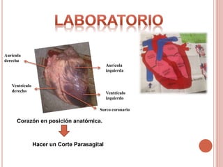 Corazón en posición anatómica.
Ventrículo
izquierdo
Aurícula
izquierda
Aurícula
derecha
Ventrículo
derecho
Surco coronario
Hacer un Corte Parasagital
 