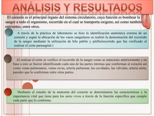  Mediante el estudio de la anatomía del corazón se determinaron las características y la
importancia vital que tiene para los seres vivos a través de la función especifica que cumple
cada parte que lo conforma.
 Al realizar el corte se verifico el recorrido de la sangre como se menciono anteriormente y en
base a esto se fueron identificando cada una de las partes internas que conforman al corazón así
como venas pulmonares, venas cavas, arteria pulmonar, las cavidades, las válvulas, arteria aorta,
paredes que lo conforman entre otras partes.
El corazón es el principal órgano del sistema circulatorio, cuya función es bombear la
sangre a todo el organismo, recorrido en el cual se transporta oxigeno, así como también
nutrientes, entre otros.
 A través de la práctica de laboratorio se hizo la identificación anatómica externa de un
corazón y según la ubicación de los vasos sanguíneos se realizó la demostración del recorrido
de la sangre mediante la utilización de hilo pabilo y pitillo(recorrido que fue verificado al
realizar el corte parasagital.)
 