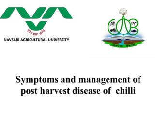 Symptoms and management of
post harvest disease of chilli
 