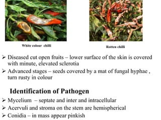 Post harvest diseases of chilli | PPTX