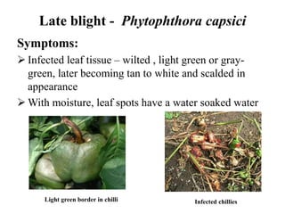 Post harvest diseases of chilli | PPTX