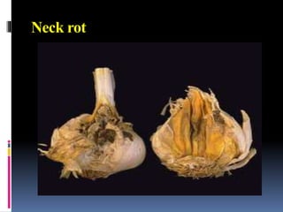 Neck Rot Post harvest diseases of vegetables | PPTX