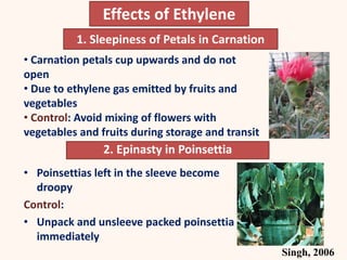 1. Sleepiness of Petals in Carnation
• Carnation petals cup upwards and do not
open
• Due to ethylene gas emitted by fruits and
vegetables
• Control: Avoid mixing of flowers with
vegetables and fruits during storage and transit
Singh, 2006
2. Epinasty in Poinsettia
• Poinsettias left in the sleeve become
droopy
Control:
• Unpack and unsleeve packed poinsettia
immediately
Effects of Ethylene
 
