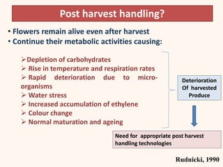Post harvest handling?
• Flowers remain alive even after harvest
• Continue their metabolic activities causing:
Deterioration
Of harvested
Produce
Need for appropriate post harvest
handling technologies
3Rudnicki, 1990
Depletion of carbohydrates
 Rise in temperature and respiration rates
 Rapid deterioration due to micro-
organisms
 Water stress
 Increased accumulation of ethylene
 Colour change
 Normal maturation and ageing
 