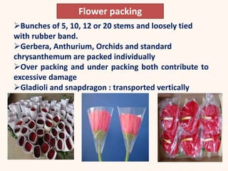 Bunches of 5, 10, 12 or 20 stems and loosely tied
with rubber band.
Gerbera, Anthurium, Orchids and standard
chrysanthemum are packed individually
Over packing and under packing both contribute to
excessive damage
Gladioli and snapdragon : transported vertically
Flower packing
 