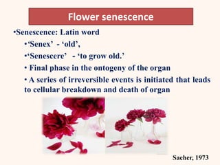 •Senescence: Latin word
•‘Senex’ - ‘old’,
•‘Senescere’ - ‘to grow old.’
• Final phase in the ontogeny of the organ
• A series of irreversible events is initiated that leads
to cellular breakdown and death of organ
Flower senescence
Sacher, 1973
 