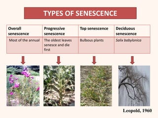 TYPES OF SENESCENCE
Overall
senescence
Progressive
senescence
Top senescence Deciduous
senescence
Most of the annual The oldest leaves
senesce and die
first
Bulbous plants Salix babylonica
Leopold, 1960
 
