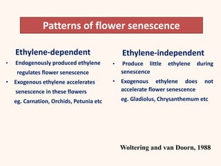 Patterns of flower senescence
Ethylene-dependent
• Endogenously produced ethylene
regulates flower senescence
• Exogenous ethylene accelerates
senescence in these flowers
eg. Carnation, Orchids, Petunia etc
Woltering and van Doorn, 1988
Ethylene-independent
• Produce little ethylene during
senescence
• Exogenous ethylene does not
accelerate flower senescence
eg. Gladiolus, Chrysanthemum etc
 