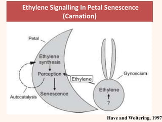 Ethylene Signalling In Petal Senescence
(Carnation)
Have and Woltering, 1997
 