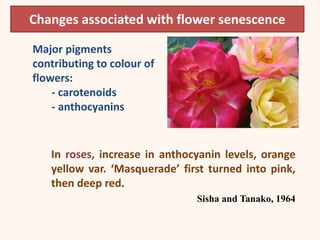 Changes associated with flower senescence
Major pigments
contributing to colour of
flowers:
- carotenoids
- anthocyanins
In roses, increase in anthocyanin levels, orange
yellow var. ‘Masquerade’ first turned into pink,
then deep red.
Sisha and Tanako, 1964
 