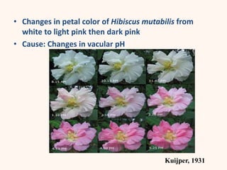 • Changes in petal color of Hibiscus mutabilis from
white to light pink then dark pink
• Cause: Changes in vacular pH
Kuijper, 1931
 