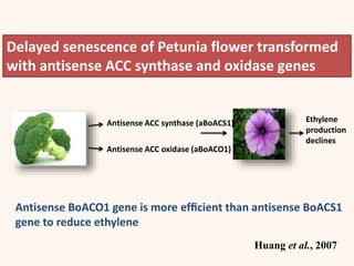 Antisense ACC synthase (aBoACS1)
Antisense ACC oxidase (aBoACO1)
Delayed senescence of Petunia flower transformed
with antisense ACC synthase and oxidase genes
Antisense BoACO1 gene is more efﬁcient than antisense BoACS1
gene to reduce ethylene
Ethylene
production
declines
Huang et al., 2007
 