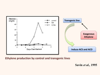 Ethylene production by control and transgenic lines
Transgenic line
Exogenous
Ethylene
Induce ACS and ACO
Savin et al., 1995
 