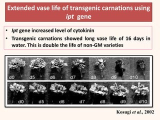 • Ipt gene increased level of cytokinin
• Transgenic carnations showed long vase life of 16 days in
water. This is double the life of non-GM varieties
Kosugi et al., 2002
Extended vase life of transgenic carnations using
ipt gene
 