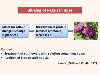 Factor for colour
change is change
in pH of cell
Breakdown of protein
releases ammonia,
increases pH
Blueing of Petals in Rose
Sheela , 2008 and Paulin, 1971
Control:
• Treatment of cut flowers with solution containing sugar
• Addition of biocide such as HQC
 