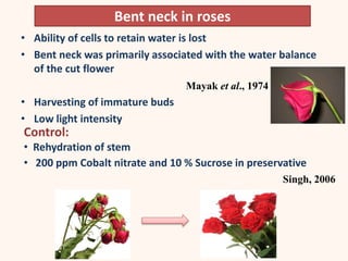 Bent neck in roses
• Ability of cells to retain water is lost
• Bent neck was primarily associated with the water balance
of the cut flower
Mayak et al., 1974
• Harvesting of immature buds
• Low light intensity
Control:
• Rehydration of stem
• 200 ppm Cobalt nitrate and 10 % Sucrose in preservative
Singh, 2006
 