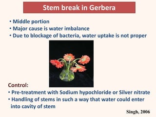 • Middle portion
• Major cause is water imbalance
• Due to blockage of bacteria, water uptake is not proper
Singh, 2006
Stem break in Gerbera
Control:
• Pre-treatment with Sodium hypochloride or Silver nitrate
• Handling of stems in such a way that water could enter
into cavity of stem
 