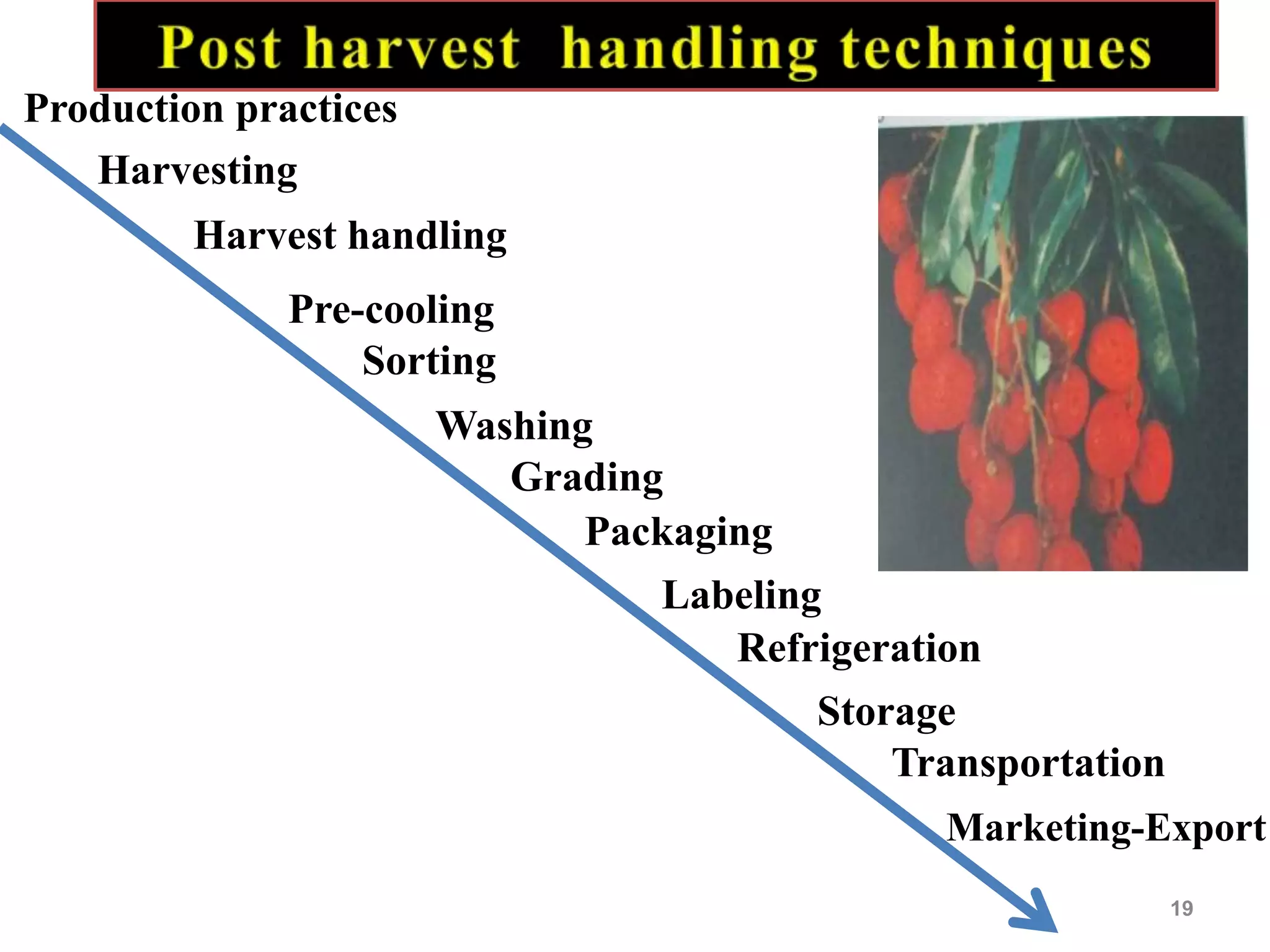 Post harvest handling/ management of litchi | PPTX
