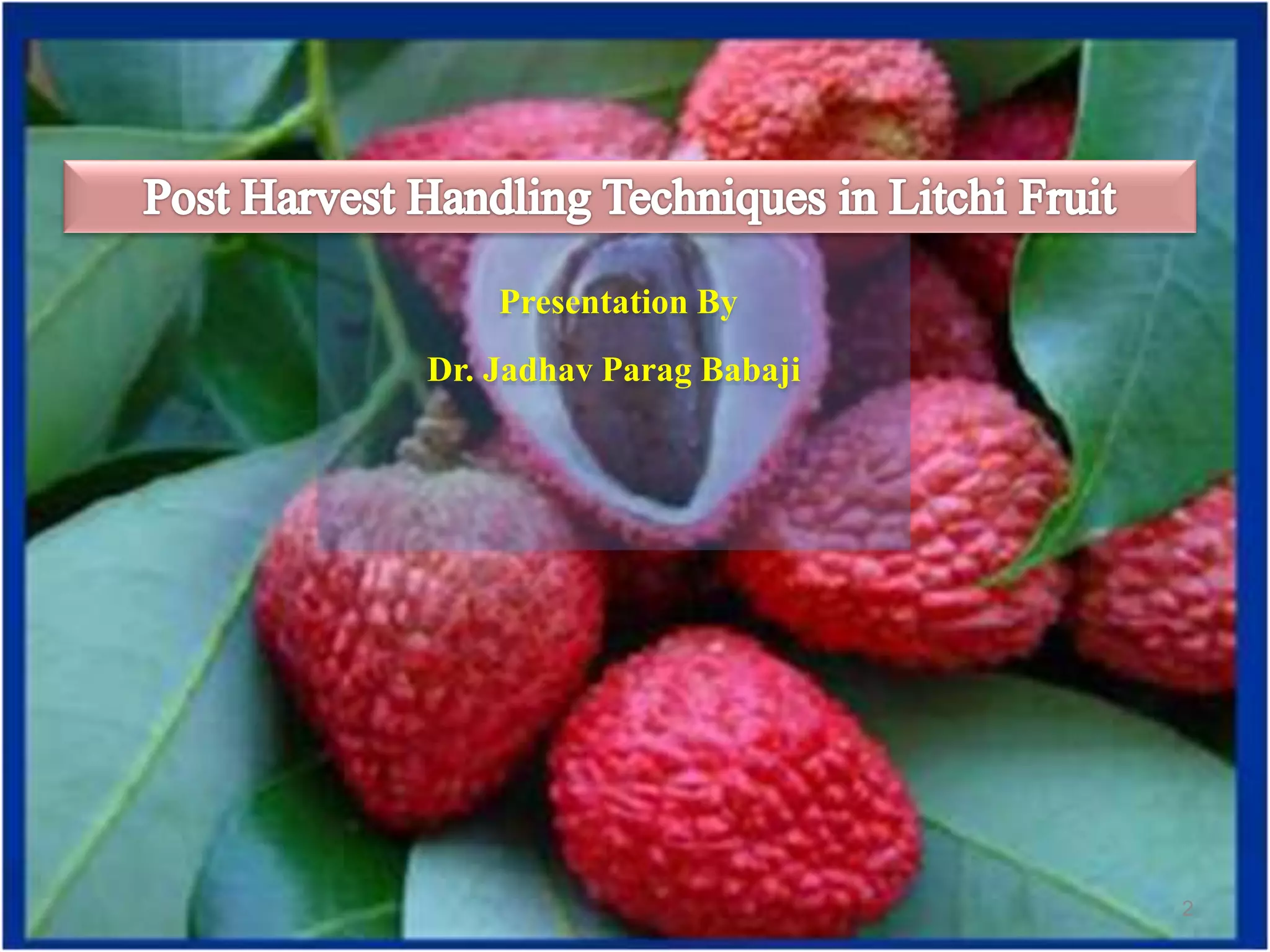 Post harvest handling/ management of litchi | PPTX