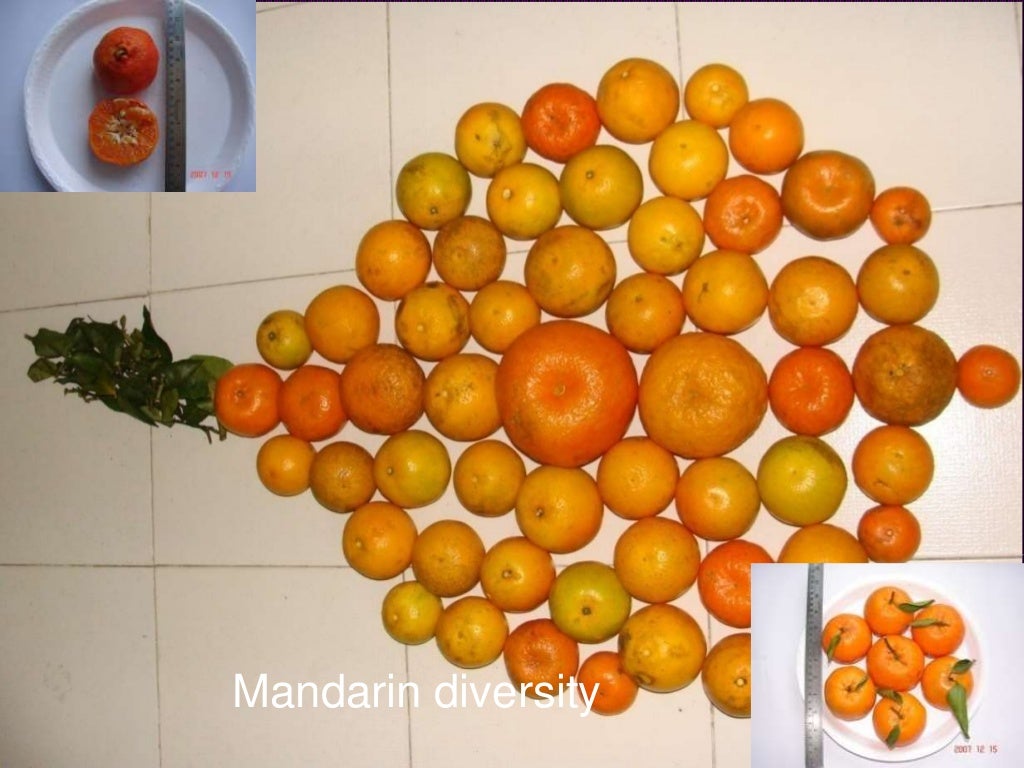 Post harvest handling of citrus fruit in north east India