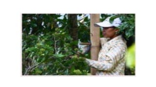 Post harvest handling of clove | PPT