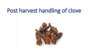 Post harvest handling of clove
 