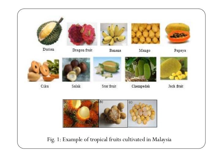 Post Harvest Handling System of Tropical Fruits in ...