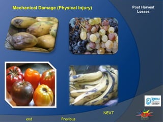 Post Harvest
Losses
Mechanical Damage (Physical Injury)
NEXT
Previous
end
 