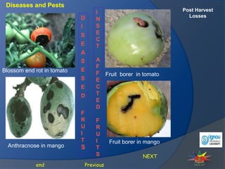 Post Harvest
Losses
Diseases and Pests
NEXT
Previous
end
Blossom end rot in tomato
D
I
S
E
A
S
E
S
E
D
F
R
U
I
T
S
Fruit borer in tomato
Anthracnose in mango
Fruit borer in mango
I
N
S
E
C
T
A
F
F
E
C
T
E
D
F
R
U
I
T
S
 