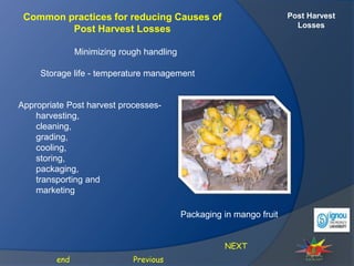 Post Harvest
Losses
Common practices for reducing Causes of
Post Harvest Losses
Storage life - temperature management
Minimizing rough handling
NEXT
Previous
end
Appropriate Post harvest processes-
harvesting,
cleaning,
grading,
cooling,
storing,
packaging,
transporting and
marketing
Packaging in mango fruit
 