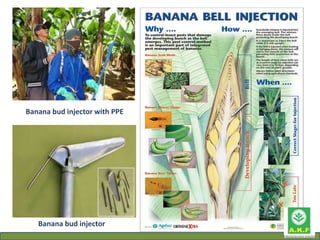 Post harvest management in banana | PPTX