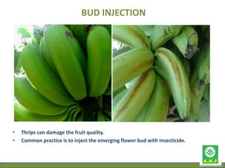Post harvest management in banana | PPT