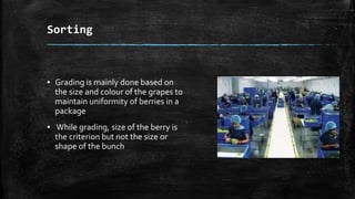 Post harvest management of grapes 2 | PPTX