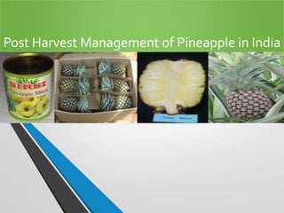 Post Harvest Management of Pineapple in India
 