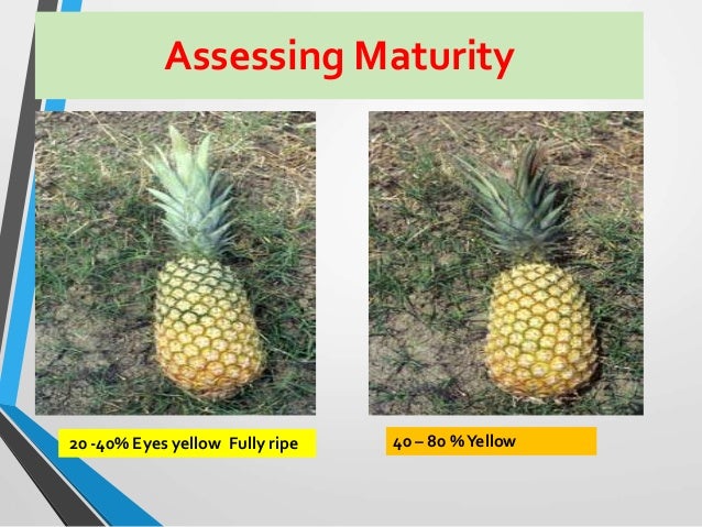 post harvest management of pineapple pineapple ripeness chart