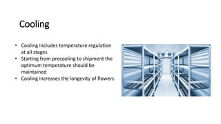 Cooling Process Roses Storage Post harvest Management of commercial flowers.pptx