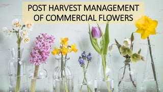 POST HARVEST MANAGEMENT
OF COMMERCIAL FLOWERS
 