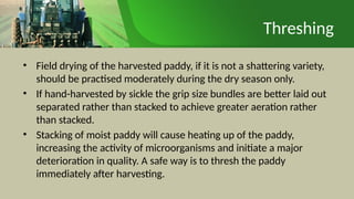 Threshing
• Field drying of the harvested paddy, if it is not a shattering variety,
should be practised moderately during the dry season only.
• If hand-harvested by sickle the grip size bundles are better laid out
separated rather than stacked to achieve greater aeration rather
than stacked.
• Stacking of moist paddy will cause heating up of the paddy,
increasing the activity of microorganisms and initiate a major
deterioration in quality. A safe way is to thresh the paddy
immediately after harvesting.
 